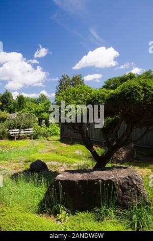Abgeschnitten Thuja occidentalis - White Cedar Baum, der üppigen Vegetation und Felsen mit Flechten Wachstum im Zen Garten im Sommer abgedeckt. Stockfoto