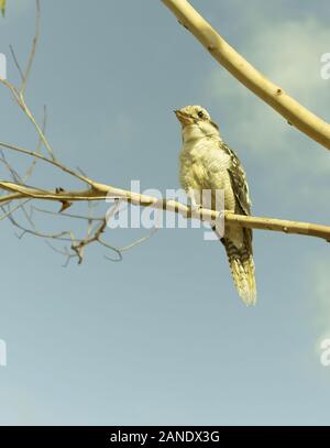 Eine australische Kookaburra ruhig sitzen auf einem Gum Tree Branch Stockfoto