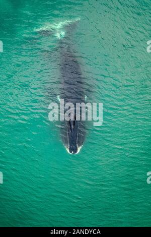 Luftaufnahme eines bowhead Whale, Balaena mysticetus, des Ochotskischen Meeres, Russland, Pazifischer Ozean Stockfoto