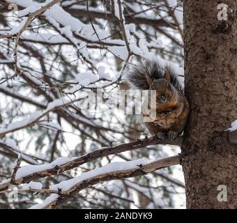 Ein süßes Fetthörnchen, das im Winter 2020 auf einem Zweig eines Baumes steht, der auf die Kamera starrte, die von verschneiten Zweigen umgeben war Stockfoto