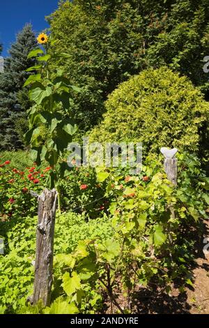 Rustikaler Zaun mit Vitis 'Eona' - Weinreben, Grenze mit roten Zinnien, Helianthus annuus Sonnenblumen Pflanzen, Thuja occidentalis Baum im Garten im Hinterhof. Stockfoto