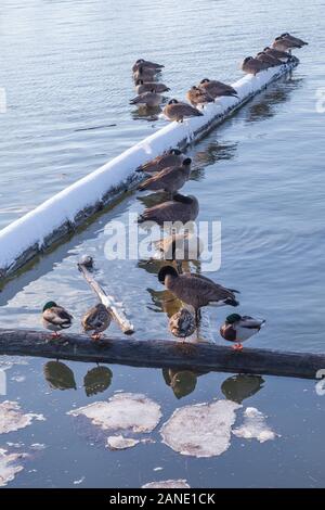 Wasservögel Zuflucht nehmen aus ungewöhnlich kalten Temperaturen in Steveston British Columbia Stockfoto