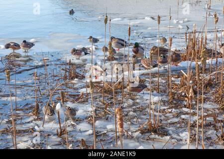 Wasservögel Zuflucht nehmen aus ungewöhnlich kalten Temperaturen in Steveston British Columbia Stockfoto