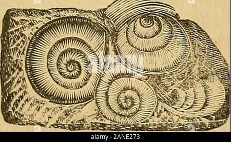 Die kanadische Zeitschrift für Wirtschaft, Wissenschaft und Kunst. Abb. 120.. Stockfoto