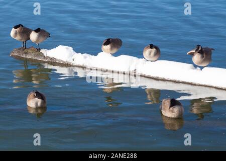 Wasservögel Zuflucht nehmen aus ungewöhnlich kalten Temperaturen in Steveston British Columbia Stockfoto