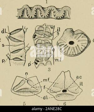 Eine Abhandlung über die Zoologie. Axiale Nerv; j), pinnule; j/, pinnule - Facette;.-?, syzygy-Orgel, nämlich columnals, cirrals, IBB, BB, äh, Br, und pinnulars {vide infra); actinal, entwickelt auf der linken Seite oder mündliche Zölom, andconnected mit den verschiedenen mündlichen Ring - Systeme, nämlich einen (mündlichen Prüfungen) andambulacrals (Kapitel VIII., Abb. X.). Sekundäre oder Geschmeidig-Mentären Elemente, die zwischen den primarypieces intercalated werden können; diese haben noch nicht diskutiert worden; sie umfassen auch inter-brachials (iBr), interambulacrals (iAmb), interaxillaries (iAx), einige anals, und ein paar andere keine besondere Bedeutung. Die Begriffe proximal und di Stockfoto