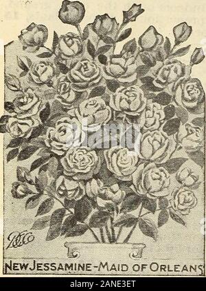 Unser neuer Leitfaden zur Rose Kultur: 1906.f Coleus im besten benannt und gemischte Sorten, Farben, gestreift, vielfältiger und gesprenkelt. Wenn die Bestellung - jiig. f-tate ihre Präferenz zu Farbe, und wir werden Sie dementsprechend, VERBENEN.-Wir haben eine feine Sammlung von ich seine bekannte Pflanze, in sortierten Farben drei süß duftenden JESSAMINE MAGD OP ORLEANS eine prächtige neue Sorte mit großen, gefüllten Blüten, blüht den ganzen Sommer über üppig-Lage, doppelt, wachsartigen Blüten von großer Stoff, frei produziert den ganzen Sommer. Wir kennen keine Topfpflanze wünschenswerter als diese; der Duft der theflower IST Stockfoto