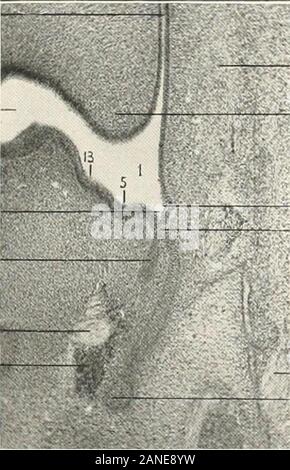 Beiträge zur Anatomie und Entwicklung der Speicheldrüsen in der MAMMALIA. Abb. 5. FTG. 7. 11 14 15. 18. Stockfoto