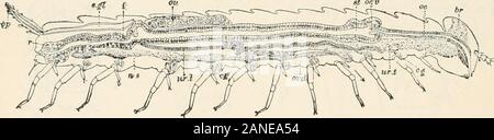 Ein text-Buch der Entomologie, einschließlich der Anatomie, Physiologie, Embryologie und Metamorphosen der Insekten, für den Einsatz in landwirtschaftlichen und technischen Schulen und Hochschulen sowie durch die Arbeitsgruppe Entomologe. iopods, aus dem die Campodeae, Thysanura, Collembolen entsprungen sein kann. Wir sind indebtedto Grassi für die erste erweiterte Arbeit über die Morphologie der Scolo - pendrella (1885). Im Jahre 1886 fügte er hinzu, um unser Wissen factsregarding der inneren Anatomie, und gibt eine detaillierte comparisonwith der Thysanura, dabei auf die Ähnlichkeiten von Scolo - pendrella zu Pauropus, diplopods, chilopods sowie Stockfoto