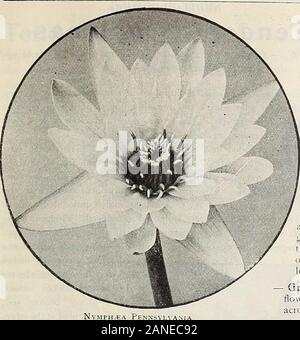Dreer die 72. jährliche Ausgabe Garten Buch: 1910. Stockfoto