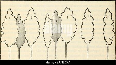 Shortleaf pine: seine wirtschaftliche Bedeutung und Bewirtschaftung der Wälder. Abb. 3a. - Profil von Bäumen in der ursprünglichen unverdünnte stand; 15 Bäume leben.. Abb. 3b - Gleiche stand nach der ersten Durchforstung durch Entfernen der 7 Bäume; 8 Bäume leben. Abb. 3. - Aufeinanderfolgende Ausdünnung in einem überfüllt, auch - gealterte shortleaf stand, 30 Jahre alt. vermitteln; 4, unterdrückt; 5, tot. Baum Konturen im Original stehen. SHORTLEAF PINE: BEDEUTUNG UND MANAGEMENT. 39 Stockfoto