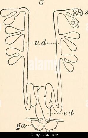 Ein text-Buch der Entomologie, einschließlich der Anatomie, Physiologie, Embryologie und Metamorphosen der Insekten, für den Einsatz in landwirtschaftlichen und technischen Schulen und Hochschulen sowie durch die Arbeitsgruppe Entomologe. Ed, Stockfoto
