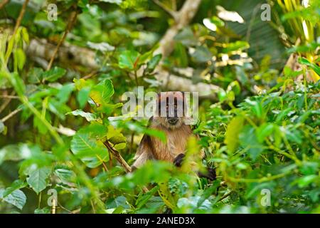 Ugandischen Roten Stummelaffen im Dschungel von Uganda Stockfoto