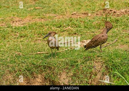 Paar Hamerkops entlang des Kazinga Kanal in Uganda Stockfoto