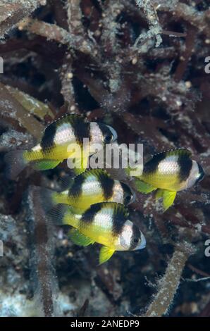 Kinder schwarz gebänderte Demoiselle, Amblypomacentrus breviceps, Lembeh Strait, Nord Sulawesi, Indonesien, Pazifik Stockfoto