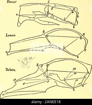 Ort des Menschen in der Natur und anderen anthropologischen Essays. ablishment einer relativ festen base line Schriftmedium, die Messungen, in allen Fällen, müssen bezeichnet werden,^ oder muss ich denke, es ist ein sehr decidewhat difiicult Angelegenheit, dass base line werden sollte. Die Teile des Schädels, wie der Rest des Tieres Rahmen, aredeveloped in Folge: der schädelbasis ist formedbefore den Seiten und dem Dach; es ist in cartilageearlier umgewandelt und vollständig als die Seiten und Dach: und der Knorpeligen base solderedinto ossifies, und wird zu einem Stück, lange bevor das Dach. Ich begreifen dann, dassdie Stockfoto