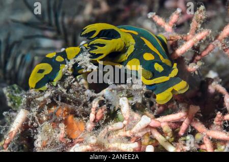 Sea Slug oder Nacktschnecken, Tambja gabrielae, Lembeh Strait, Nord Sulawesi, Indonesien, Pazifik Stockfoto