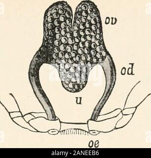 Ein text-Buch der Entomologie, einschließlich der Anatomie, Physiologie, Embryologie und Metamorphosen der Insekten, für den Einsatz in landwirtschaftlichen und technischen Schulen und Hochschulen sowie durch die Arbeitsgruppe Entomologen. Stockfoto