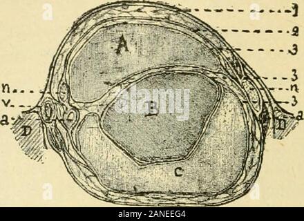 Diagnose Sémiologie et des maladies des Animaux domestiques. Abb. 108. - Arthrile pyohémique duveau. - N (5 orose du ligament Winkel Hüftbein-Oberschenkelknochen féniora | C; idéac et Morot). Xiv. - TErVDONS. Anatomie. - ^1. Membranen péritendineuses. - Chaquetendon possède une Briefumschlagsymbol pailiculiere composée de (1) Vielle-aure et Morot, Arthrite pyohémique du veau (Societe des sciencesvél., 1900, S. 23). 378?; SÉMIOLOGIE DE L APPAREIL LOCOMOTEUR. deux Couches principales entre lesquelles sind disposésles vaisseaux et les nerfs (1). Cette Briefumschlagsymbol des Sehnen subit Mundharmonika Änderungen. Abb. 109. - Membranen périteiidineuscs. - Stockfoto