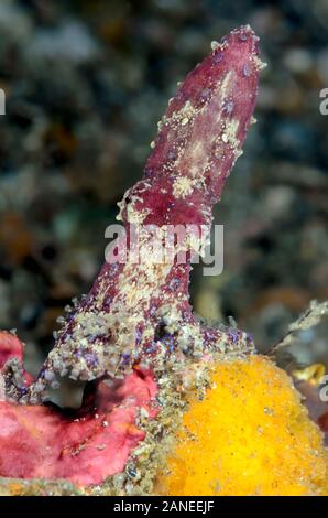 Blue ringed Octopus, Hapalochlaena sp., Lembeh Strait, Nord Sulawesi, Indonesien, Pazifik Stockfoto