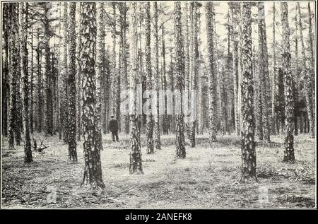 Shortleaf pine: seine wirtschaftliche Bedeutung und Bewirtschaftung der Wälder. Grobe Charakter der Shortleaf Pine im Querschnitt. Bui. 308, US Abt. der Landwirtschaft. Platte III. F -15050 ein Bild. 1.-A 70-Year-old Shortleaf Pine Stand in New Jersey, gut Thinnedand Alle Verdünnungen voll ausgelastet. Stockfoto