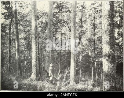 Shortleaf pine: seine wirtschaftliche Bedeutung und Bewirtschaftung der Wälder. F -13191 ein Bild. 1. - Blick durch die Wipfel der Bäume in der Abbildung unten gezeigt. F -13192 ein Bild. 2. - Den unteren Teil der Amtsleitungen. Bäumen 160 Jahre alt, 20 bis 28 Zoll inDiameter, und etwa 110 Meter in der Höhe. Zwei Ansichten EINER GRUPPE VON REIFEN SHORTLEAF PINE TREES, ZEIGT DIE SCHMALE KRONE UND GERADE SAUBER BOLETYPICAL DER ARTEN. Bui. 308, US Abt. der Landwirtschaft. Platte II. Stockfoto