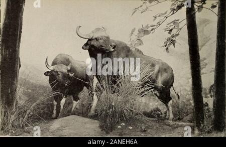 Allgemeine Anleitung zu den Ausstellungshallen des American Museum of Natural History. des Himalaya in Indien, Burma und die MalayPeninsula. Die CHITAL oder Achse Hirsch ist eine der mosthandsome der Rehe Familie. Die jungen aller Hirsche gesichtet, aber diese Art retainsthe Tupfenmuster durch das Leben. Es frequentsthe Bamboo Jungle und bewaldeten Regionen nearwater und ist in geeigneten habitatsthroughout Die meisten von Indien und Ceylon gefunden. Der Gaur vielleicht die größte von neuzulassung Kuh ist - wie Tiere, große Bullen stand-ing über sechs Fuß an der Schulter. Gaur arefound in bewaldete hügelige Land f Stockfoto