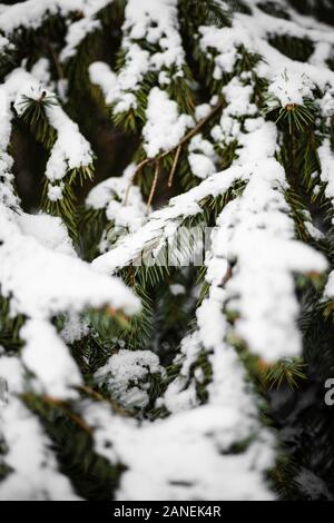 Kiefer-Äste mit Schnee bedeckt Stockfoto