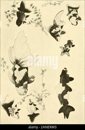 Bulletin des Präsidiums der Fischerei. u Bull. U S B-F. 1904. Platte VI. O itO 3 u Anbau von MAKINK und Süßwasser-TIERE IN JAPAN. 269 Fische, wenn sie voll ausgewachsen, Arc apt ihre Augen gegen die Seiten der Teiche, Wannen, etc., in denen Sie arc gehalten zu schlagen, und Sie verletzt werden können, so dass Sie oft becomeblind. In der Natur, daher, eine solche protuding Auge muss einen deutlichen Nachteil sein, und würde niemals vorgelegt worden sind, ausser durch künstliche Auswahl haben. 7. Die dm^ - ranchu (i). Diese Vielfalt ist noch nicht eingebürgert in Japan, aus China wurde erst in den letzten zwei oder drei Jahre importiert Stockfoto