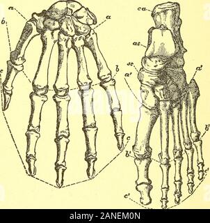 Ort des Menschen in der Natur und anderen anthropologischen Essays. Eine präzise Konzeption der resemblancesand Unterschiede der Hand und Fuß bekommen, und des Dis-tinctive Zeichen jeder, wir mjast Blick unter die Haut, und der knöchernen Rahmen und Motor ap vergleichen - paratus in jedem (Fi^19). Das Skelett der Hand Exponate, in der Region whichwe Begriff das Handgelenk, und was technisch thecarpus genannt - zwei Reihen von eng montiert polygonalen Knochen, jede Zeile fourin, die einigermaßen in der Größe. Thebones der ersten Zeile^ mit den Gebeinen des forearmform das Handgelenk und sind Seite angeordnet Stockfoto