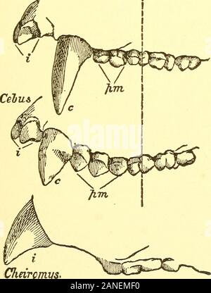 Ort des Menschen in der Natur und anderen anthropologischen Essays. TJt^. Stockfoto