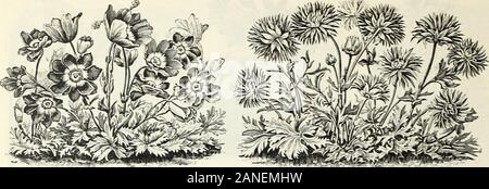 Herbst Glühlampe Katalog: 1900. 28 PETER HEXDEKSOX & Co. NEW YORK - SONSTIGES LAMPEN.. . WKMOXE FULGKNS. Stockfoto