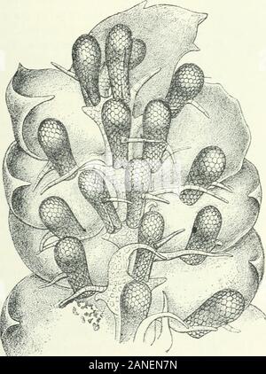 Organography von Pflanzen, insbesondere der archegoniatae und spermaphyta. heBedeutung, in Flora, Ixxvii (1893), S. 431, Plate VIII und IX, Feigen, i, 2. ^ Siehe Goebel, A.a.o., S. 430, Plate VIII und IX. Abb. 3. • Siehe Goebel, A.a.o., S. 430, Plate VIII und IX. Abb.; Id. Morphologische und biologischeStudien: I. Uber epiphytische Ruhm und Muscineen, in Annales du Jardin botanique de Buitenzorg, vii (i 888), Platte V, Abb. 53. * In Bezug auf Ihre Konfiguration siehe Goebel, Pflanzenbiologische Schilderungen, Ich (1 SS 9,, s.^t^ Feigen. 78, 79. Obwohl dies in 18 S 9 veröffentlicht wurde, er wurde Stockfoto