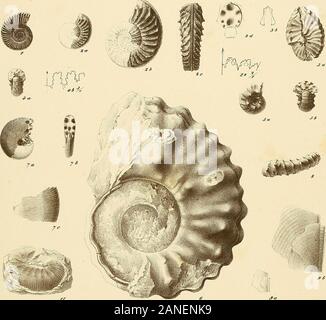 Cephalopoden der böhmischen Kreideformation. ichten vonLenesic bei Laun. (Sammlung von F. v.. Fnger.) Natürliche Grösse. Helicoceras aoonatus, DOrb. Pag 47. (Siehe Bl. 16.. Abb.. 9.) T4. Verkiestes Vorbild - aus den PriesenerSchichten von Lenesic bei Laun. a) Na-türliche Grösse, b) vergrössert. (SammlungF; V. Unger.) 15. Von demselben Fundorte, a) Oberste gewinnen - duiig-von-der-Seite in natürlicher Grösse, b) dieselbe vergrössert, c) dieselbe Ihr Browser kann leider keine eingebetteten Frames anzeigen Windungvon,, vergrössert. l (k. Ein ^ auf demselben Fundorte. Na-türl.. Giösse. Dien Abstand derWindungen zeigend. C. Schi.. tl. Fi-einer-Anfangswindun agment Stockfoto