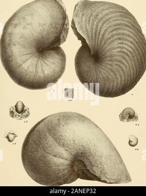 Cephalopoden der böhmischen Kreideformation. Verlag von OrA. fritsoli, Lith. v Sottlieb Häsee Sühne, Prag, Taf. 12. Nautilus, sublaeTigatus DOrbiguy. Text Pag 21. Abb. I. Yollständi. ges unverdrücktes Vorbild. Ans-dm Plan äh der Weissenberger Schichten bei Prag." natürlicher Giösse. Nautilus rugatus. Fr. & Schi. Text Pag 23. 2. Ans dem Kalkigen Sandsteine der Iserschichten bei Chorousek. (Melnik, NatürlicheGrösse Mseno.). Nautilus galea, Fr. & Schi. Text Pag 23. 3. Aus dem Kalkigen Saudsteine der Iserschichten bei Jungbnnzlan. ^^natürlicher Grösse. Nautilus Reussii, Fr. Text Pag 25. 4. Ein Stockfoto