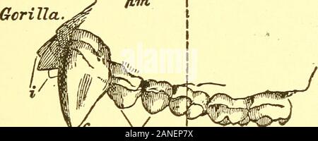 Ort des Menschen in der Natur und anderen anthropologischen Essays. 771-2 m/^^^. Stockfoto