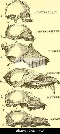 Ort des Menschen in der Natur und anderen anthropologischen Essays. t Affen unterscheiden sich asmuch im Verhältnis, von der höchsten, da Letztere doesfrom Menschen. Der letzte Satz ist immer noch bessere Formel für die Untersuchung der Modifikationen, die otherparts des Schädels in der Simian Serie unterzogen werden. Es ist die große proportionale Größe des Gesichts bonesand die große Projektion der Kiefer, die verleihen uponthe Gorillas Schädel seine Kleine Gesichtsbehandlung Winkel und brutalcharacter. Aber wenn wir uns die proportionale Größe des facialbones zum Schädel richtige nur, die kleinen Clirysothrix (Abb. 17) unterscheidet sich sehr stark von Stockfoto