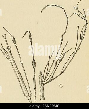 Les zoocécidies des Plantes d'Afrique, d'Asie et d'Industriegüter: Beschreibung des Galles, Illustration, Bibliographie détaillée, répartition géographique, Index bibliographique. Stockfoto