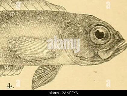 Die Fische von Indien; eine Naturgeschichte der Fische bekannt, die Meere und Binnengewässer von Indien, Birma zu bewohnen, und Ceylon. Stockfoto