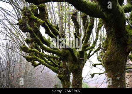 Baum mit grünen Moos im Winter mit Nebel bedeckt Stockfoto
