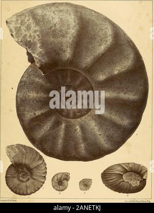 Cephalopoden der böhmischen Kreideformation. Taf. 8. Ammoniten peramplus, Mant. Text Pag 38. Abb. 1. Mittelaltes Exemplar ohne Wolinkammer aus den kalkigen Iser-Scliicliten von jungbunzlau. Natürliche Grösse. 2. Ein junges, von den Seiten stark zusammengedrücktes Exemplar aus dem Pläner der Weissen-berger Schichten bei Prag. Natürliche Grösse. 3. Ein von Ihr Browser kann leider keine eingebetteten Frames anzeigen herabgedrücktes Exemplar aus dem Pläner der Weissenberger Schichten beiPrag. Natürliche Grösse. 4. Ganz junges Exemplar aus dem Knollenkalke der Mallnitzer Schichten von Wehlowic. Etwasvergrössert. Ammoniten Bravaisianus, DOrb. Text Pag Stockfoto