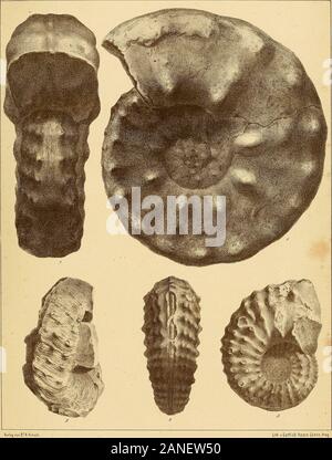 Cephalopoden der böhmischen Kreideformation. Verla? "In DA.Fritsch Taf. 7. Ammoniten conciliatiis, Stol. Text Pag 35. Abb. 1. Aus dem Kalkigen Sandsteine der Iser-Schichten bei Böhmisch-Trübau. Geschenk des Herrn Ober-Ingenieurs Svoboda. Natürliche Grösse. 2. Dasselbe Exemplar von vorne. Helicoceras armatus, DOrb. Text Pag 47. • 3. Fragment der Wohnkammer aus den Priesener Schichten von Dneboh. Natürliche Grösse. Ammoniten Deverianus, DOrb. Text Pag 32. 4. & 5. Aus den Mallnitzer Schichten von Citow bei Unter-Befkowic. Geschenk des Prof. Rhauwolf. Natürliche Grösse. Fritsch et Schlönbach, Cep Stockfoto