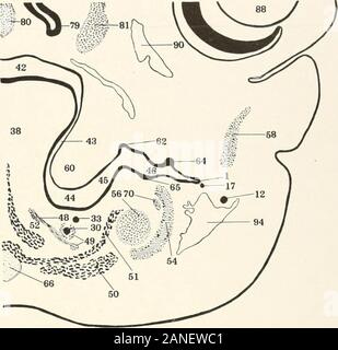 Beiträge zur Anatomie und Entwicklung der Speicheldrüsen in der MAMMALIA. % 30 ^-^ 51 52 50 Abb. Ios. Platte LXIX.. Abb. ioi. Stockfoto