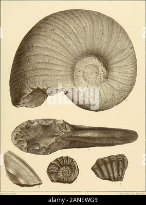 Cephalopoden der böhmischen Kreideformation. Taf. 6. Ammoniten Austeni, Sharpe. Text Pag 36. Abb. 1. Aus dem Pläner der Weissenberger Schichten von podebrad Natürliche Grösse. 2. Dasselbe Exemplar von vorne. Ammoniten poliopsis, Dnj ardin. Text Pag 35. 3. Aus den Piiesener Sclüchten von Waldek in Böhmisch-Leipa. Ammoniten Albinus, Fr. Text Pag 28. 4. Aus den Mallnitzer Schichten (oberhalb des gelben Baupläners) von Wehlowic bei Melnik. Ammoniten Texanus, Piöm. Text Pag 28. 5. Fragment aus den Friesener Schichten, sterben bei Winafic bei Jungbunzlan mit dem Sandsteineder Chlomeker Schichten wir Stockfoto