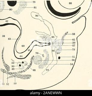 Beiträge zur Anatomie und Entwicklung der Speicheldrüsen in der MAMMALIA. Abb. 100.. % 30 ^-^ 51 52 50 Abb. Ios. Platte LXIX. Stockfoto