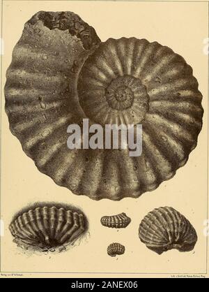 Cephalopoden der böhmischen Kreideformation. Taf. 5. Ammoniten cenomanensis, Pictet. Text Pag 33. Abb. 1. Erwachsenes Exemplar aus dem Paulisten-Conglomerat der Korycaner Scliicliten von Pfemy - slany bei Roztok. Natürliche Grösse. 2. Fragment einer Wohnkammer, der Sterben mediane Höckerreihe gut erhalten ist. Aus der demSandstein Korycaner Schichten von Lobetsch bei Kralup. Natürliche Grösse. 3. Fragment derselben Kunst aus dem glauconitischen Sandstein der Korycaner Schichten vonSmrcek bei Chrudim. Natürliche Grösse. Zeigt ausser der deutlichen medianen Seitenhöcker Höckerreiheauch sterben und Sterben Stockfoto