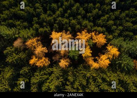 Antenne Perspektive der Herbst Wald mit grün und gelb gefärbten Bäumen. Stockfoto