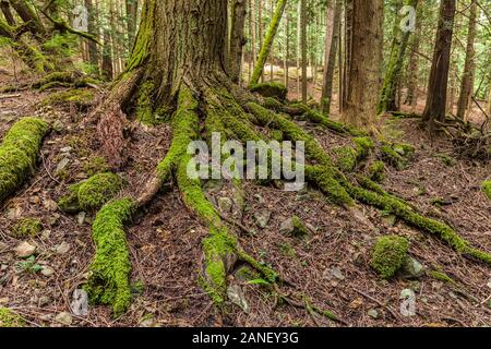 Die Basis einer Zeder auf einem steilen Hügel, Moran State Park, Orcas Island, Washington, USA. Stockfoto