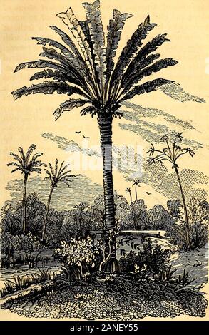 Humbolt's Reisen und Entdeckungen in Südamerika. reshing. Diese palm-Tree, withlarge glänzende Blätter gefaltet wie ein Ventilator, bewahrt ein Beau-tiful verdme auf die Zeit der größten Dürre. Itssight alleine produziert ein angenehmes Gefühl von Coolness und der murichi, mit schuppiger Obst geladen, contrastssingularly mit der traurigen Aspekt der Palma decohija, das Laub ist immer grau und coveredwith Staub. Die Llaneros glauben, dass die formerattracts der vapom in die Luft; und dass für diese reasonwater ist ständig an seinem Fuß gefunden bei Toa bestimmten Tiefe gegraben. Die Wirkung ist confoun Stockfoto