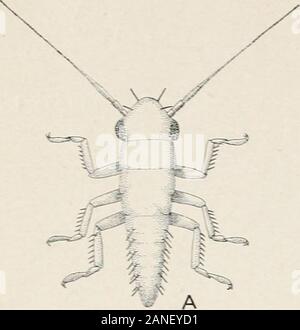 Amtsblatt der landwirtschaftlichen Forschung. Amtsblatt der landwirtschaftlichen Forschung, in Washington, D.C Die Drei gebändert Traube Leafhopper Platte 2. Stockfoto